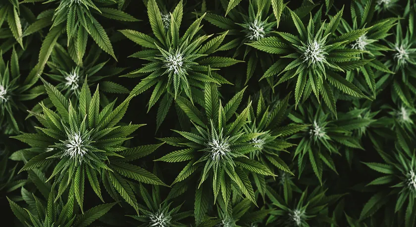 Revive and Thrive: CBD Cream’s Uplifting Effects